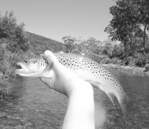 Roy Haupberger went fly fishing on his own on the Eucumbene River and came up with this novel way of photographing this lovely brown. 